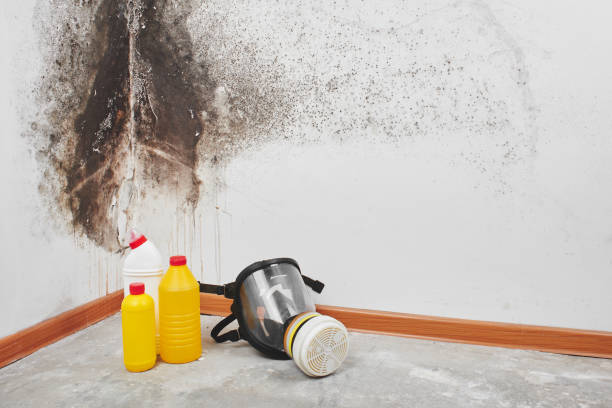 Best Attic Mold Removal  in Stevensville, MT