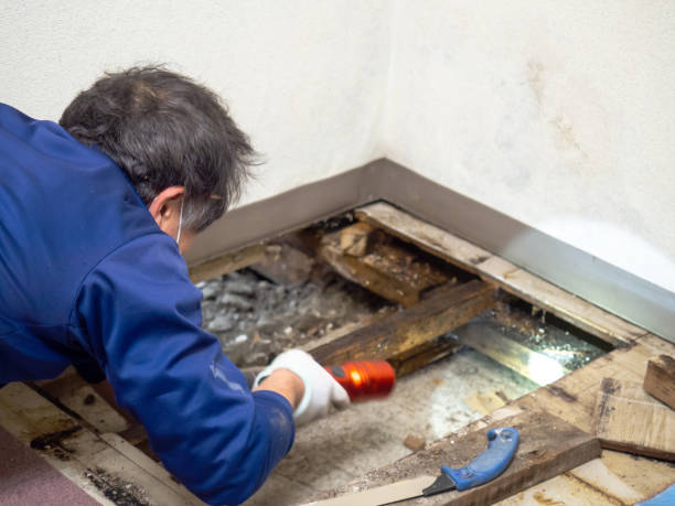 Best Water Damage Restoration  in Stevensville, MT
