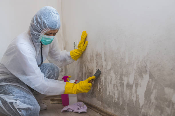 Best Toxic Mold Removal  in Stevensville, MT