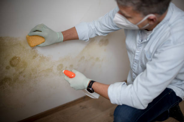 Best Certified Mold Removal  in Stevensville, MT