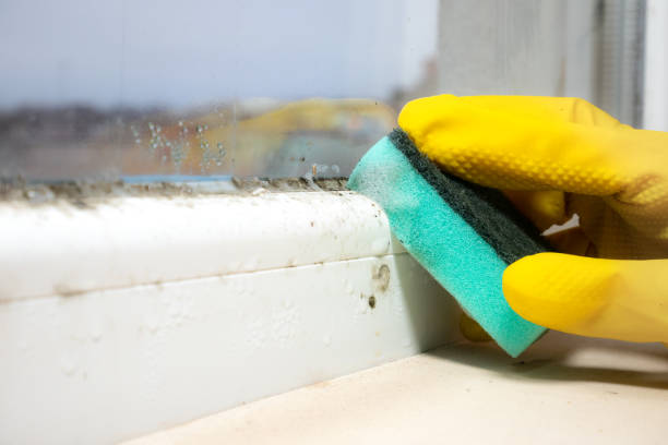 Best Mold Cleaning Services  in Stevensville, MT