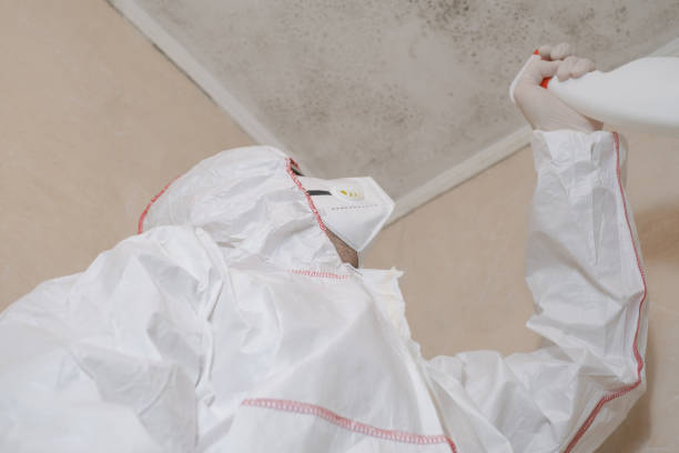 Best Mold Inspection  in Stevensville, MT