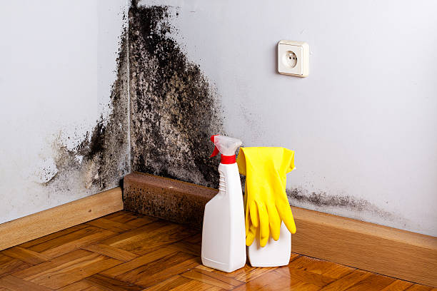 Best Residential Mold Removal  in Stevensville, MT