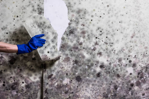 Best Black Mold Removal  in Stevensville, MT