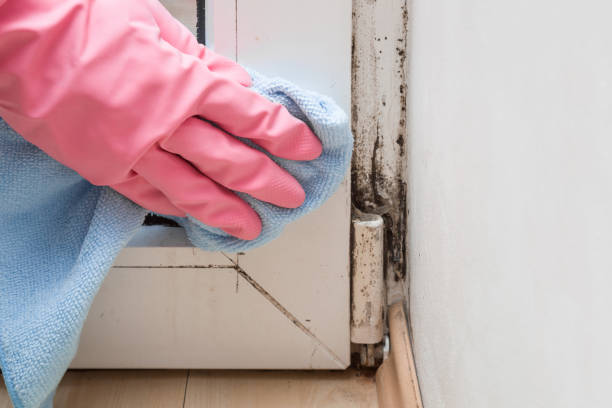 Best Local Mold Removal Service  in Stevensville, MT